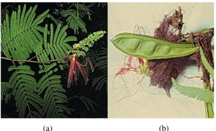 Gambar 1. Daun Kaliandra, Bunga (a) dan Polongnya (b) 