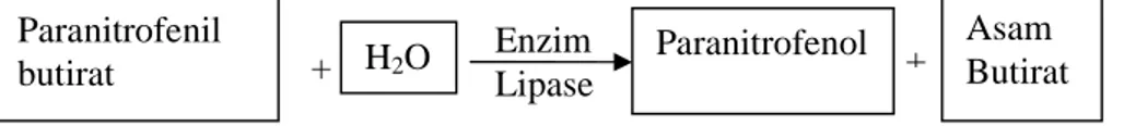 Gambar 9. Mekanisme katalitik enzim lipase pada paranitrofenil butirat (Shirai  et al., 1982) +  H 2 O  Paranitrofenol  + Paranitrofenil butirat  Asam  Butirat + Enzim Lipase 
