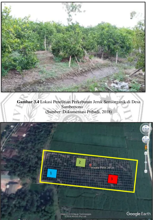 Gambar 3.4 Lokasi Penelitian Perkebunan Jeruk Semiorganik di Desa  Sumbersono 