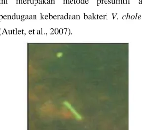 Gambar deteksi V. cholerae dengan direct  immunofluorescence 