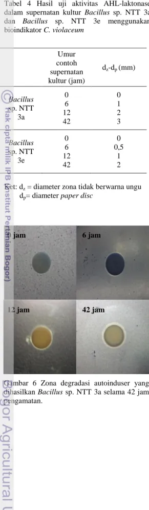 Gambar  6  Zona  degradasi  autoinduser  yang  dihasilkan Bacillus sp. NTT 3a selama 42 jam  pengamatan