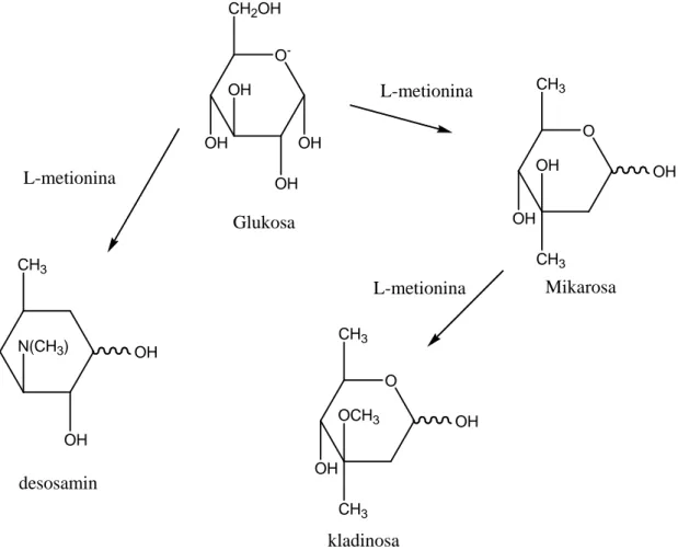 Gambar 7. Pembentukan gula deoksi dari eritromisin (Listyanti. 1990)