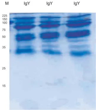 Gambar 2. Pita protein IgY anti AI H5N1 murni (3x ulangan preparasi) setelah  proses purifikasi menggu-nakan affinitas khromatografi.