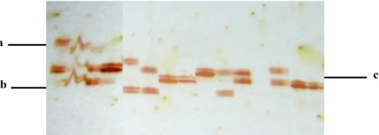 Gambar 1. Profil pita yang muncul pada gel poliakrilamid. Keterangan: a. pita yang tidak jelas; b