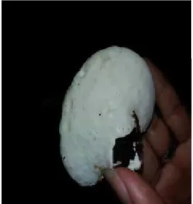 Gambar 9.Tampak depan jamur    Ganoderma boninense