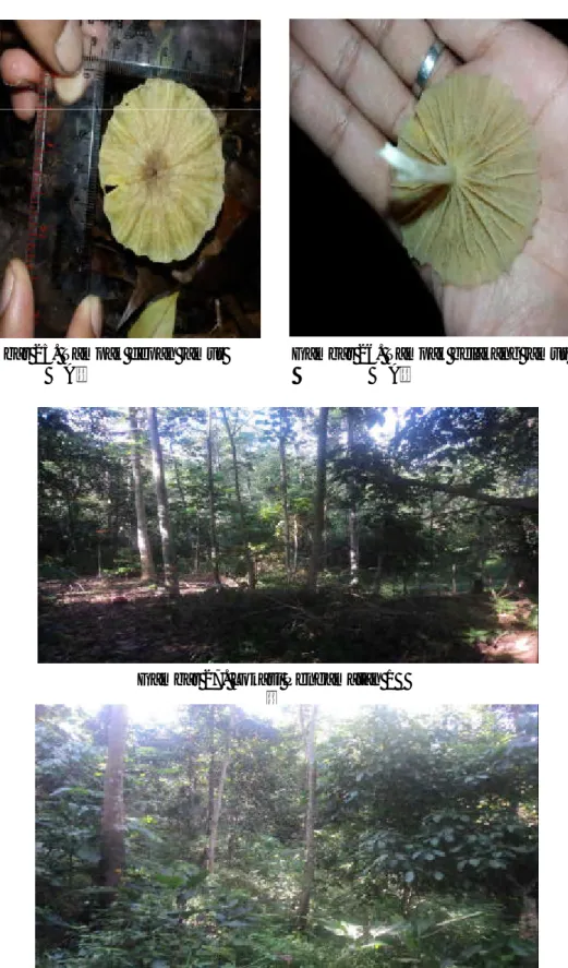 Gambar 26. Tampak belakang jamur 