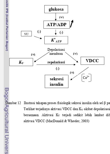 Gambar 12   Ilustrasi tahapan proses fisiologik sekresi insulin oleh sel β pankreas. 