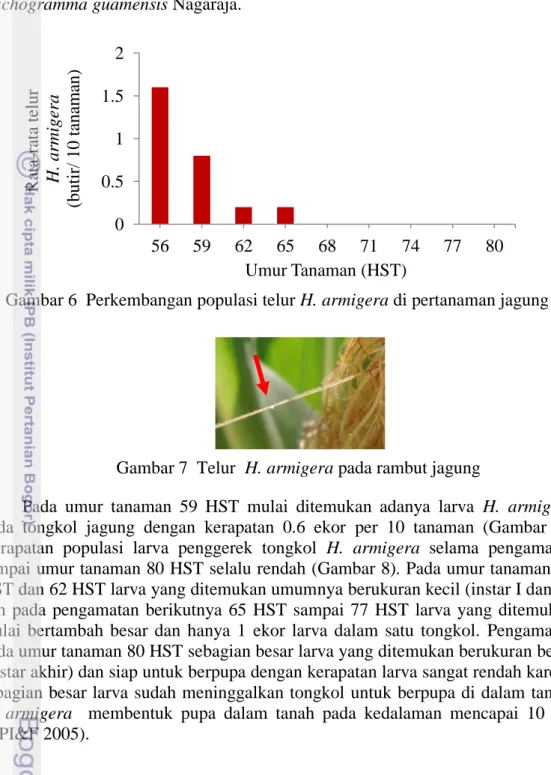 Gambar 6  Perkembangan populasi telur H. armigera di pertanaman jagung 