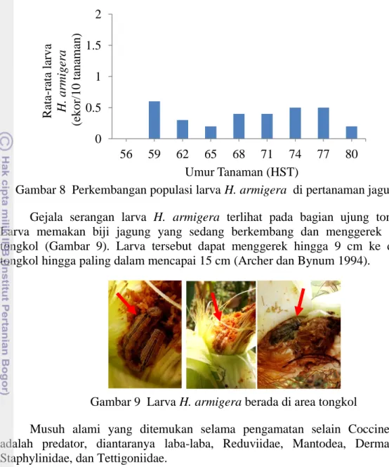 Gambar 8  Perkembangan populasi larva H. armigera  di pertanaman jagung  Gejala  serangan  larva  H