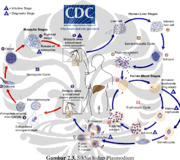 Gambar 2.3. Siklus hidup Plasmodium 