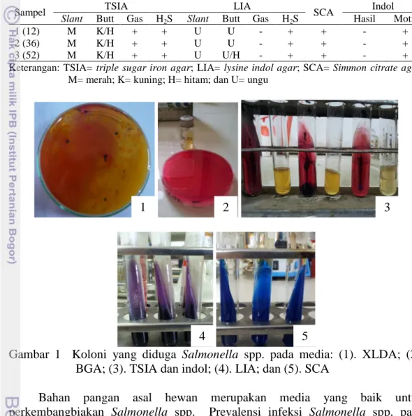 Tabel 7  Gambaran koloni dari contoh dan uji biokimiawi yang diduga Salmonella  spp. 