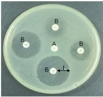 Gambar  3    Salmonella  spp.  yang  resisten  terhadap  antibiotik  yang  diisolasi  (A