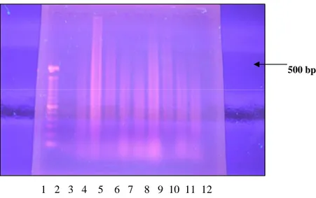 Gambar 1. Hasil First PCR dari beberapa contoh yang diperiksa 