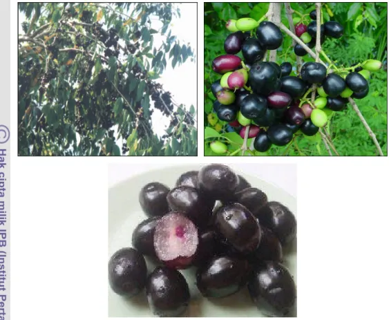 Gambar 2.1  Tanamam dan buah duwet. 