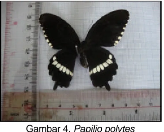 Gambar 4. Papilio polytes 