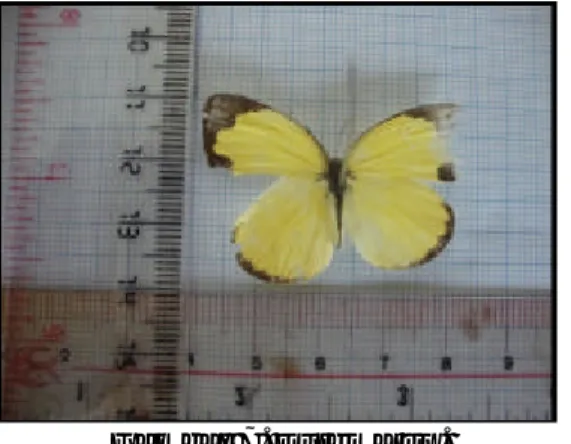 Gambar 7. Eurema sp. 