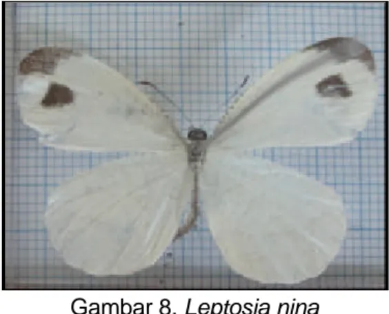 Gambar 8. Leptosia nina 