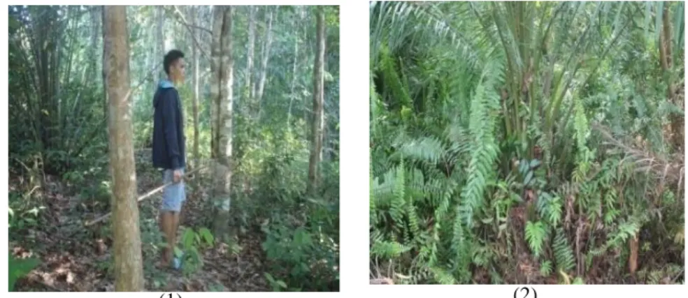 Gambar 4.2 Lokasi Perkebunan Masyarakat (1) lahan karet (2) pohon  kelapa sawit 