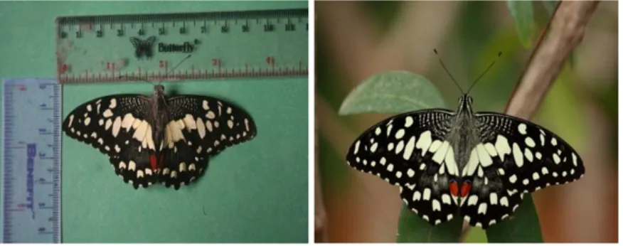 Gambar 4.8 Papilio demoleus 