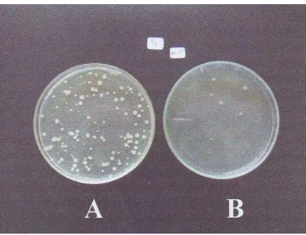 Gambar 4.  Bakteri golongan Vibrio kuning (A) dan hijau (B) yang tumbuh pada saat penelitian 
