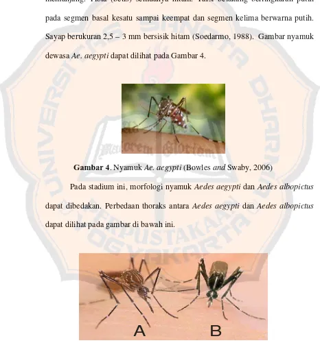 Gambar 4. Nyamuk Ae. aegypti (Bowles and Swaby, 2006) 