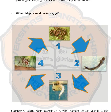 Gambar 6.  Siklus hidup nyamuk Ae. aegypti (Anonim, 2002a; Anonim, 2006c; Bowles and Swaby, 2006)