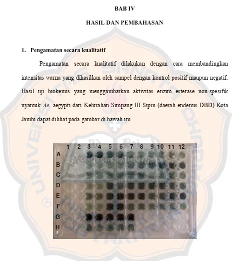 Gambar 8. Hasil uji biokemis yang menggambarkan aktivitas enzim esterase non-spesifik nyamuk Ae