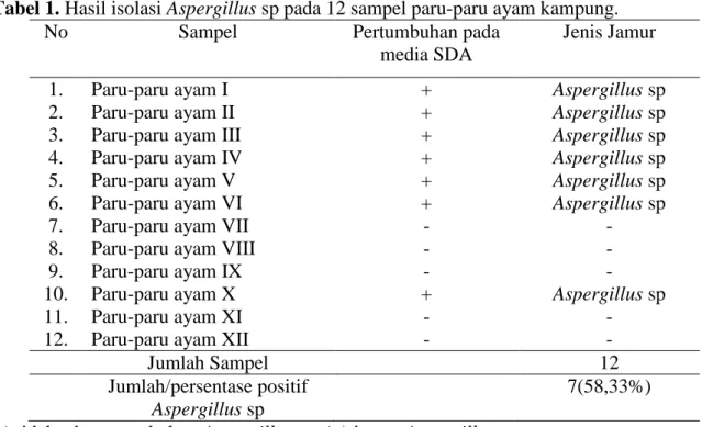 Tabel 1. Hasil isolasi Aspergillus sp pada 12 sampel paru-paru ayam kampung. 