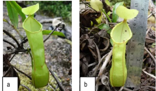 Gambar  4.  Nepenthes  rhombicaulis  :  a)  kantung  atas     