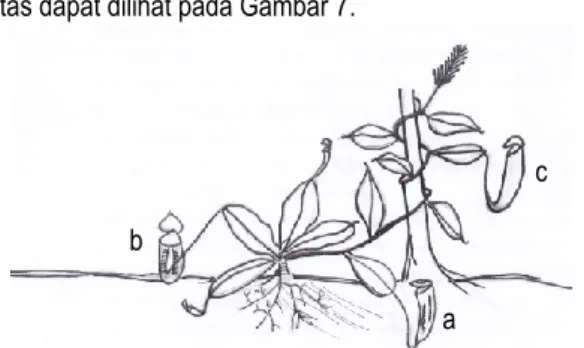 Gambar 5. Kantung atas Nepenthes sumatrana  6.  Nepenthes tobaica Danser. 