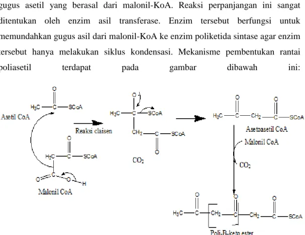 Gambar 11. Mekanisme pembentukan rantai poliasetil 