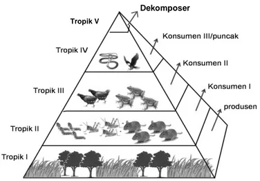 Gambar 5.1. Tingkatan trofik dalam ekosistem 