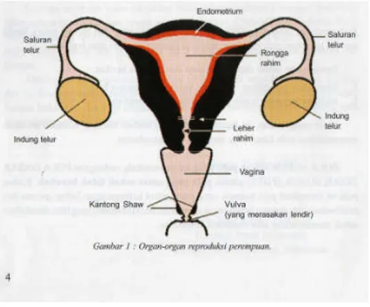 Figure 7 : Struktur morfologi kelenjar ovarium 