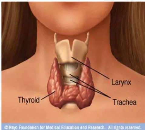 Figure 4 : Struktur morfologi kelenjar Thyroid 