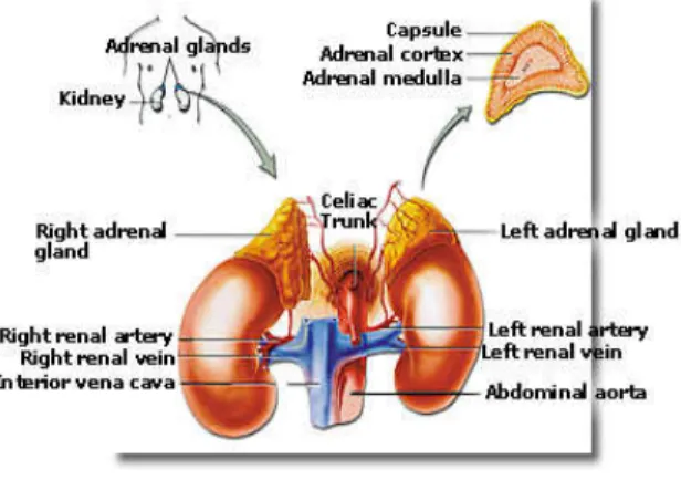 Figure 5 : Letak kelenjar adrenal 
