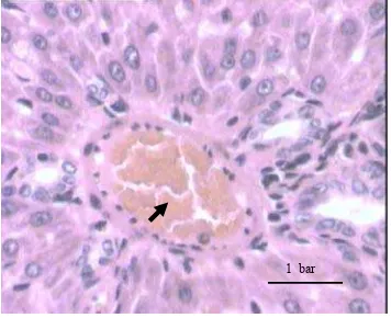 Gambar 8 Gambaran mikroskopis hati  tikus yang   mengalami kongesti pada kelompok kontrol                  pewarnaan HE 1 bar 30 µm