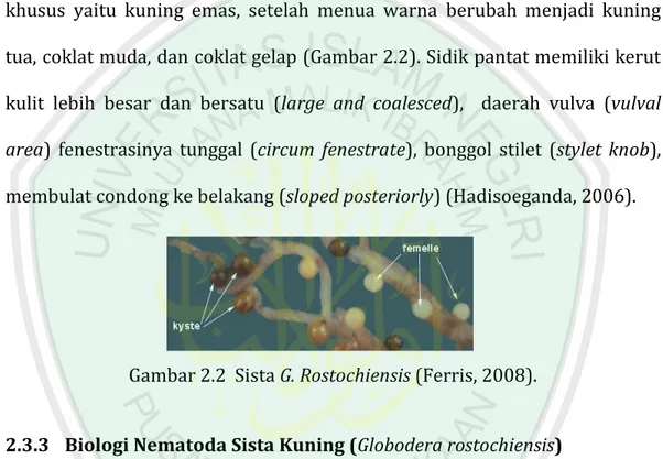 Gambar 2.2  Sista G. Rostochiensis (Ferris, 2008). 