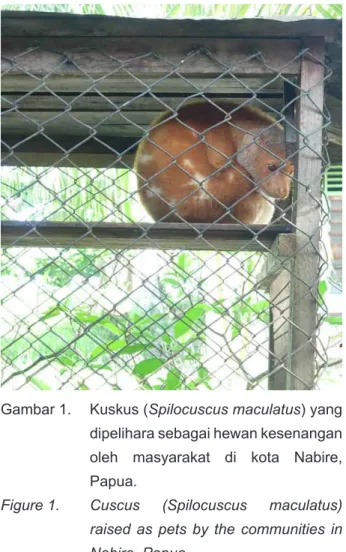 Gambar  1.   Kuskus  (Spilocuscus maculatus) yang  dipelihara sebagai hewan kesenangan  oleh masyarakat di kota Nabire,  Papua.