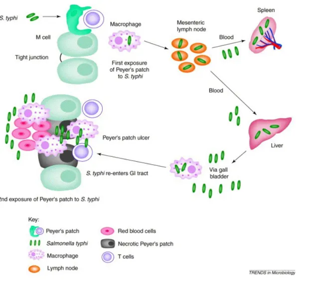 Gambar 2.3. Mekanisme infeksi Salmonella Typhi . 12