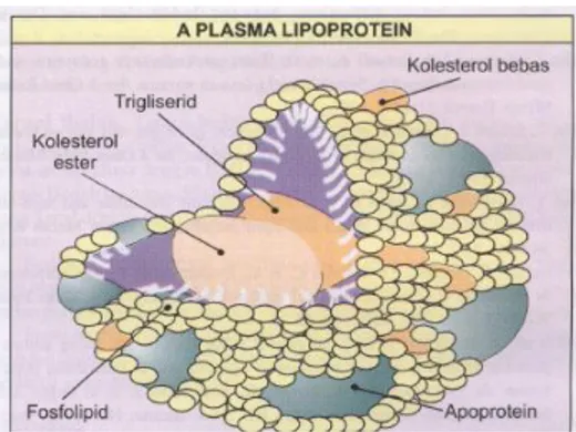 Gambar 1 Lipoprotein 