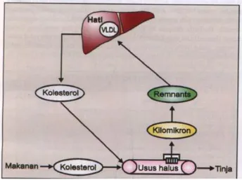 Gambar 2 Jalur Metabolism Eksogen 