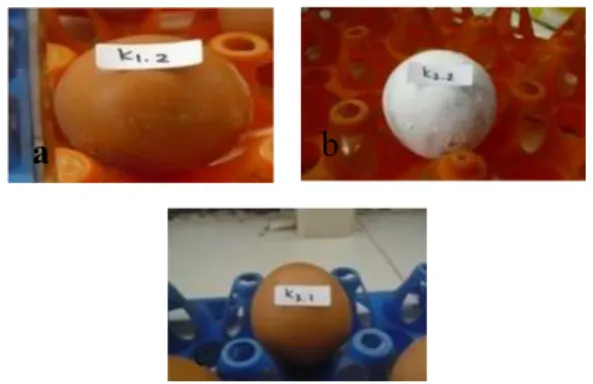 Tabel 1. Rerata Berat Telur Ayam Ras Awal dan Akhir  Selama Proses Penyimpanan 