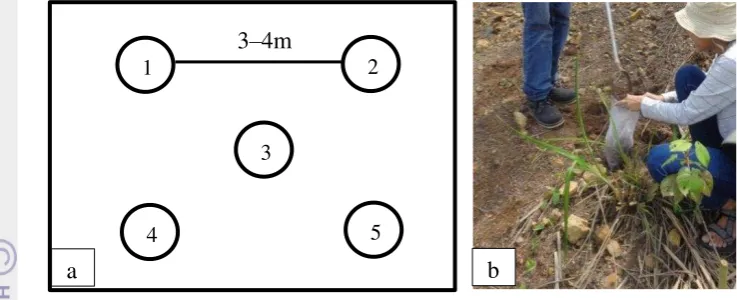 Gambar 1 Teknik pengambilan sampel tanah: (a) titik pengambilan sampel tanah, (b) cara pengambilan sampel tanah 