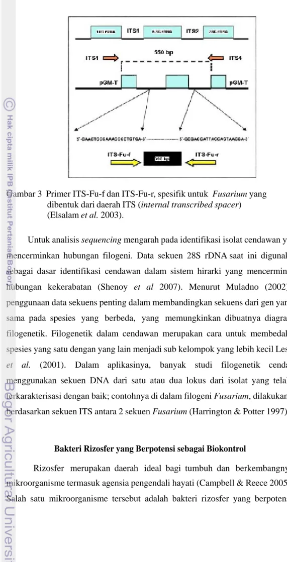 Gambar 3  Primer ITS-Fu-f dan ITS-Fu-r, spesifik untuk  Fusarium yang dibentuk dari daerah ITS (internal transcribed spacer)