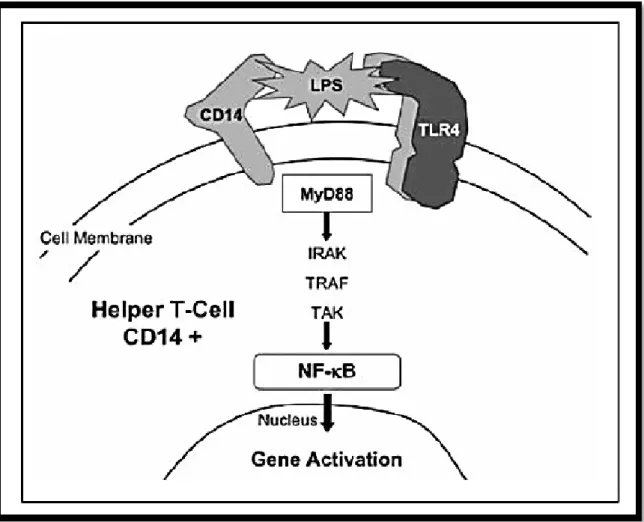 Gambar 1. Lipopolisakarida, komponen dinding sel bakteri gram negatif dikenali oleh TLR4 dan CD14 pada permukaan   sel   imun