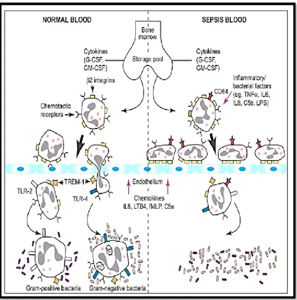 Gambar 2. Model untuk disregulasi rekrutmen netrofil terhadap infeksi bakterial dalam jarungan non- non-pulmonar   pada   keadaan   normal   (kiri)   dan   pada   sepsis   (kanan)