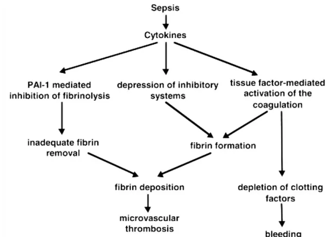 Gambar  3.  Imbalans   koagulasi   pada   saat   sepsis.   Imbalans   antara   aktivasi   koagulasi   dan   fibrinolisis   serta penurunan mekanisme antikoagulan dapat dilihat pada gambar di atas.