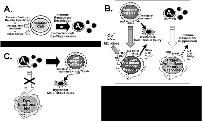 Gambar 4. Deskripsi beberapa mekanisme imunosupresi yang mungkin terjadi. (A) Hipotesis sederhana yang menyatakan bahwa disfungsi imun yang diamati merupakan hasil dari kehilangan apoptosik potensial/kapasitas sel imun sebagai akibat dari aktivasi jalur ap