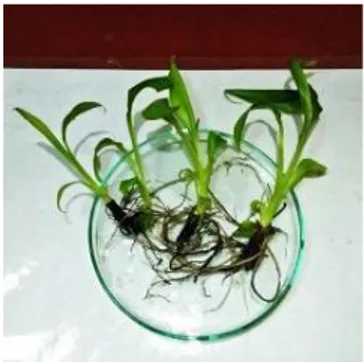 Gambar  6.  Planlet  tanaman  pisang  ambon  dua  tandan  yang  menghasilkan  rataan  akar  tertinggi   pada perlakuan K2 (Kinetin 2 ppm).