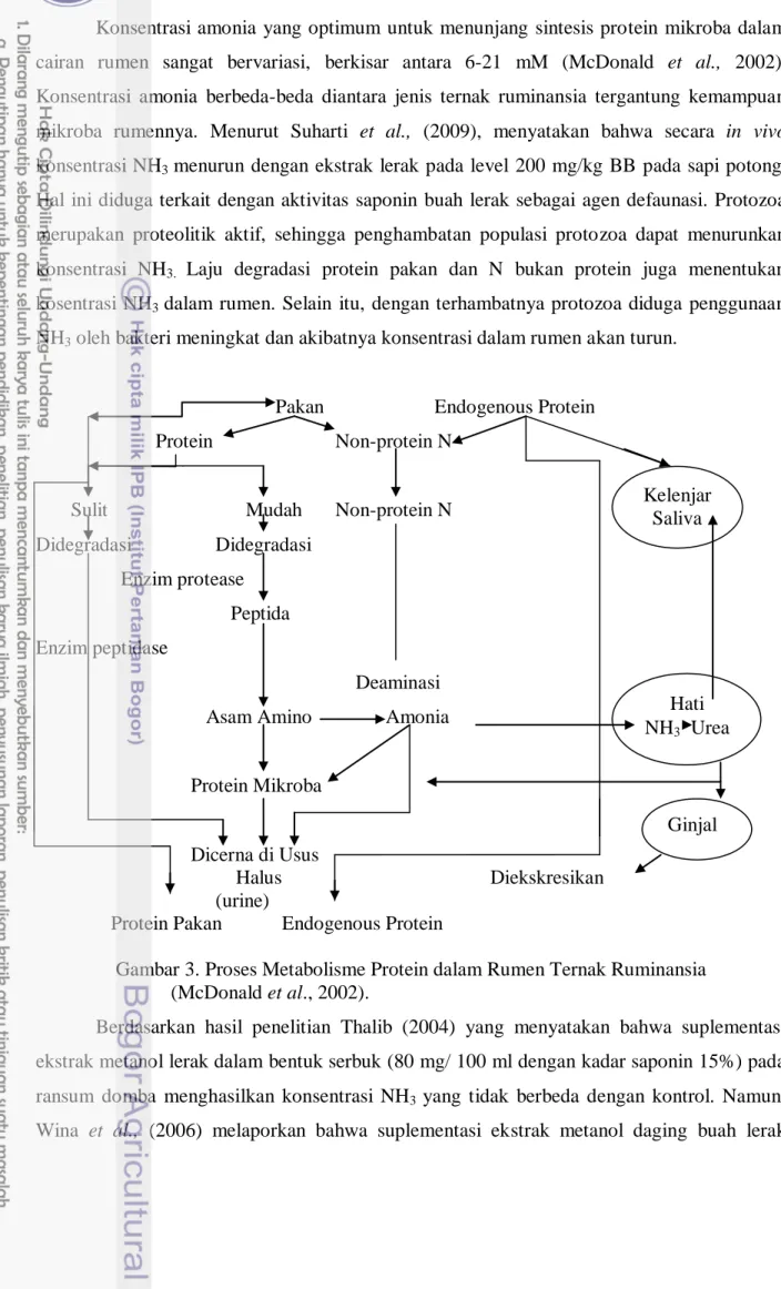 Gambar 3. Proses Metabolisme Protein dalam Rumen Ternak Ruminansia     (McDonald et al., 2002)